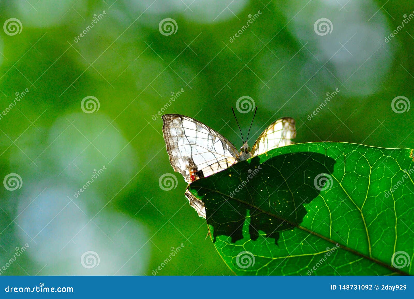 cyrestis thyodamas, common map butterfly in taiwan, insect, asia, nature