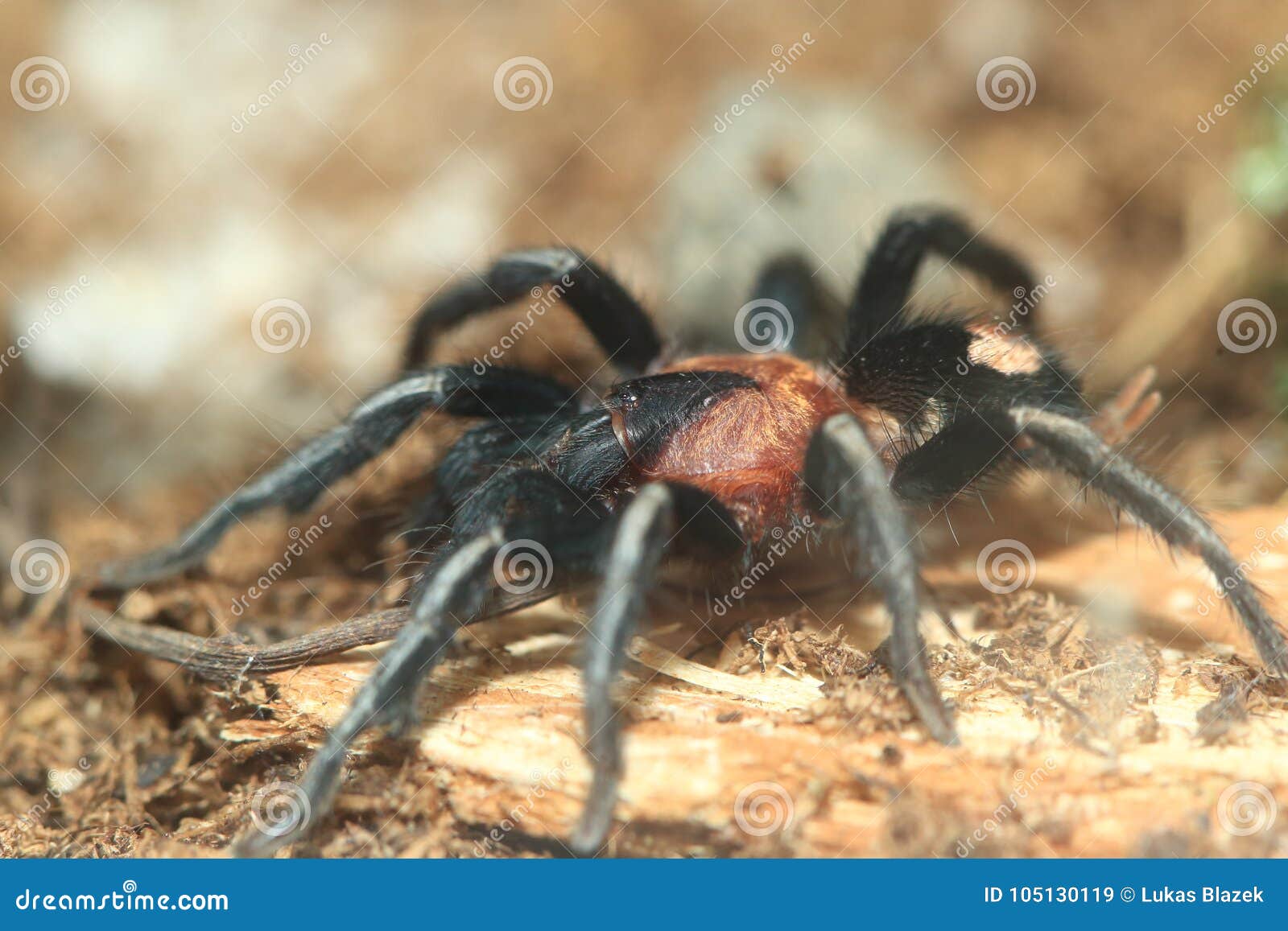 Cyriocosmus Leetzi Tarantula Stock Image - Image of animal, arachnid ...