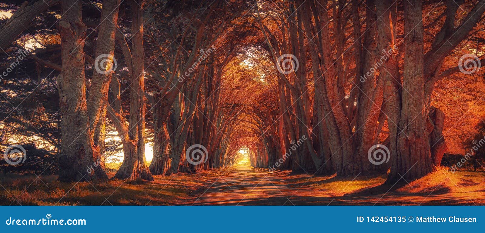 cyrpus tree tunnel at sunset