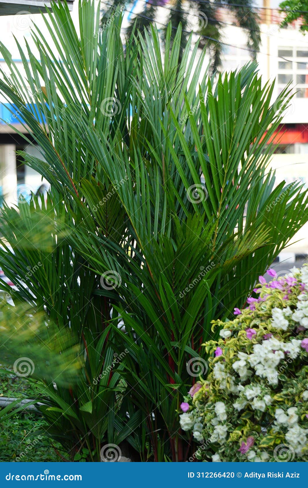 cyrtostachys renda (also known red sealing wax palm, red palm, rajah palm) in the garden