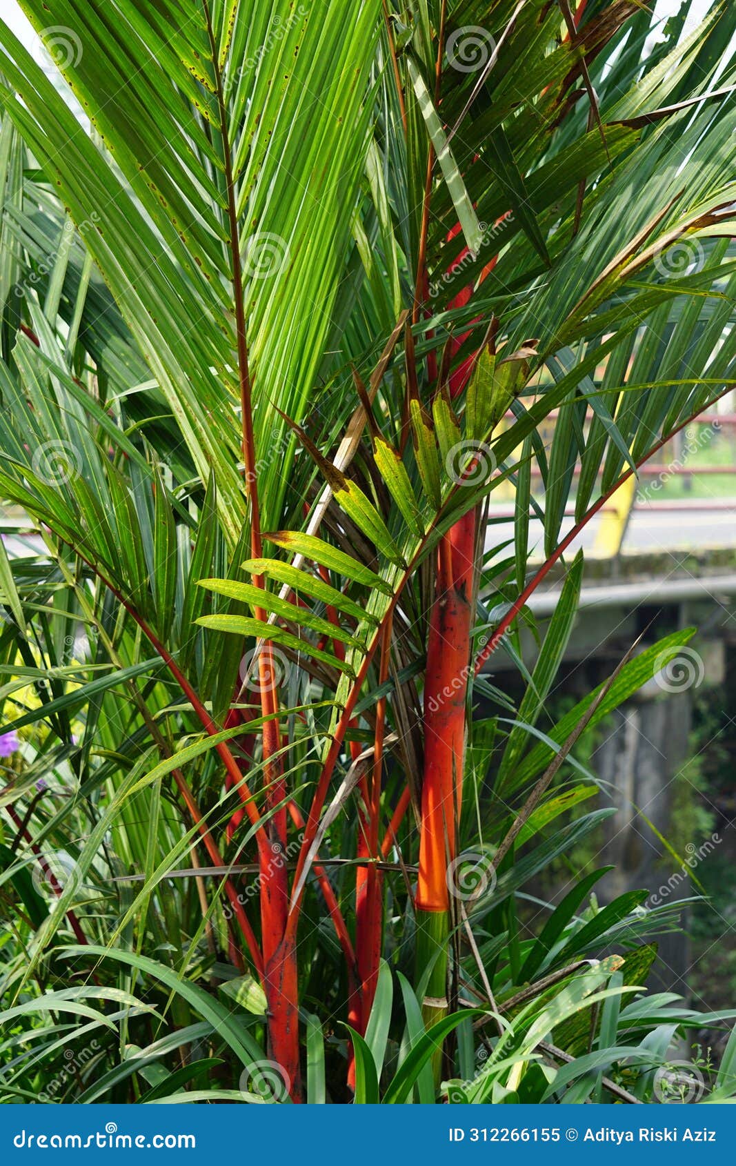 cyrtostachys renda (also known red sealing wax palm, red palm, rajah palm) in the garden