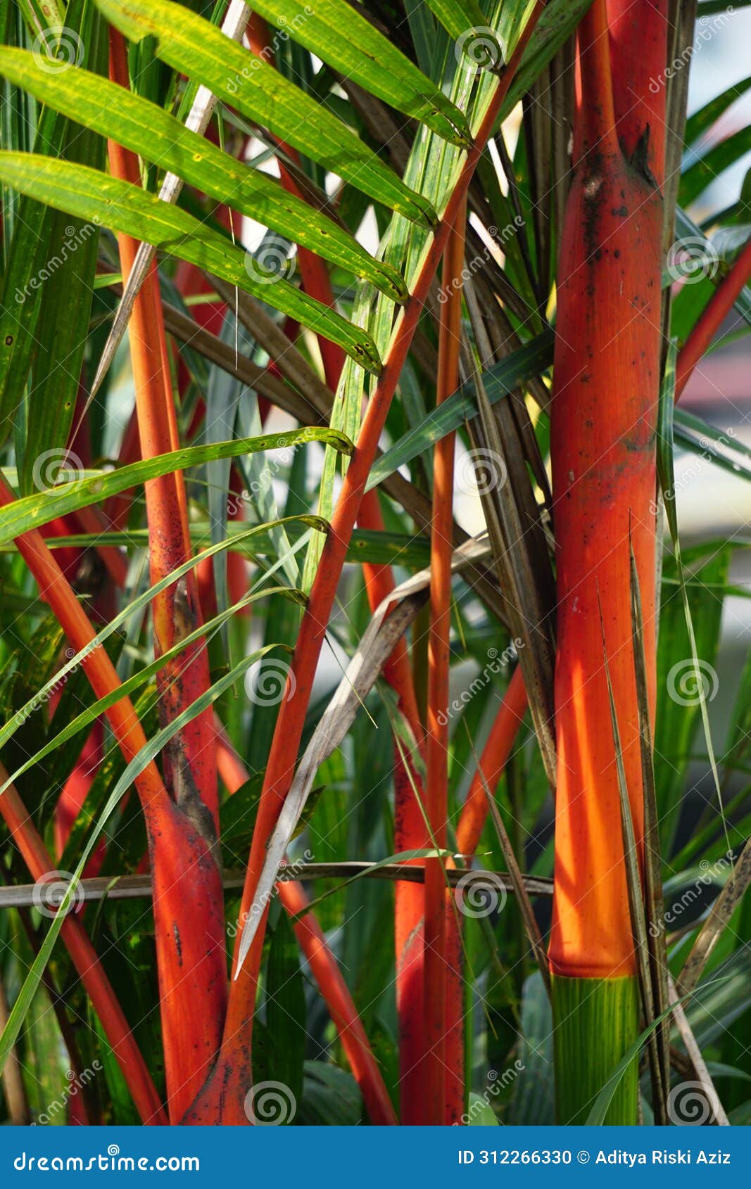 cyrtostachys renda (also known red sealing wax palm, red palm, rajah palm) in the garden