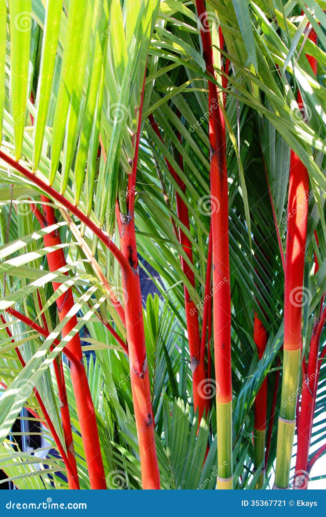 Cyrtostachys Renda or Lipstick Palm Stock Image Image of leaves, beautiful 35367721