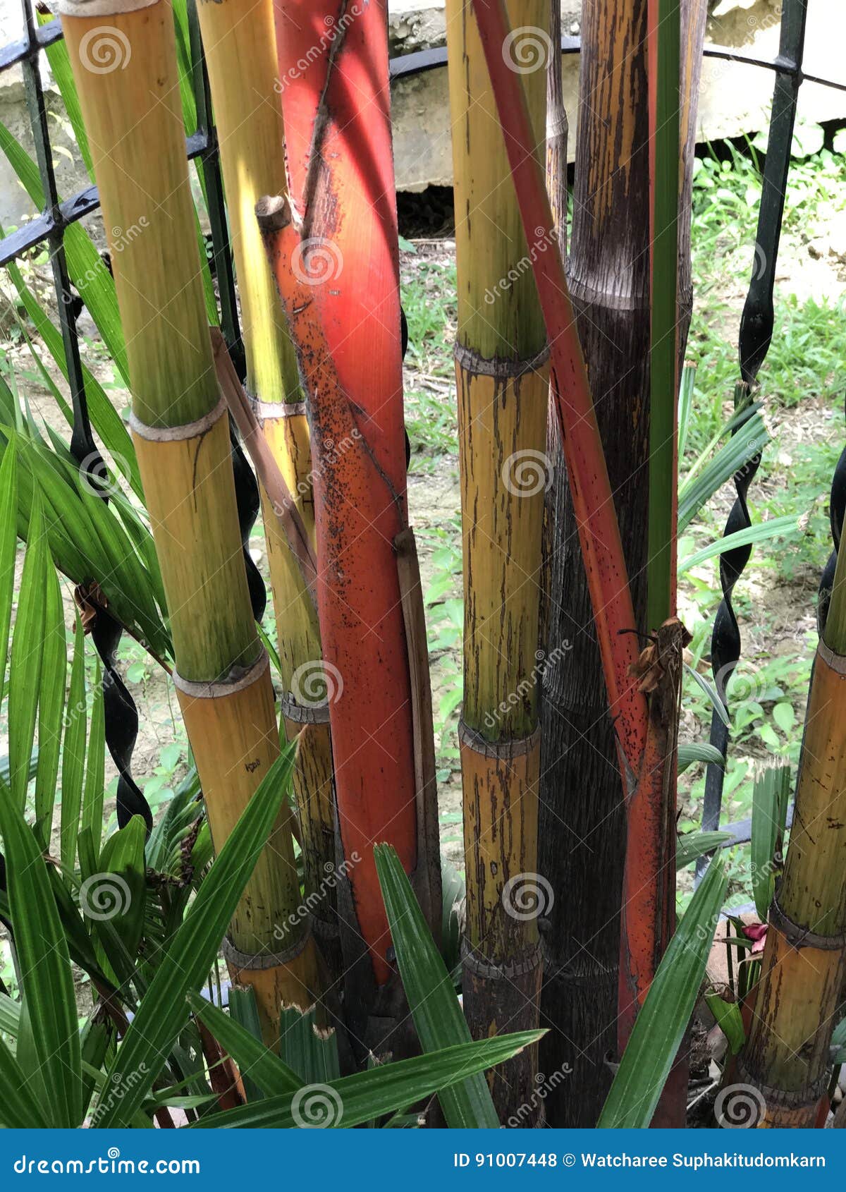 cyrtostachys renda or red sealing wax palm.