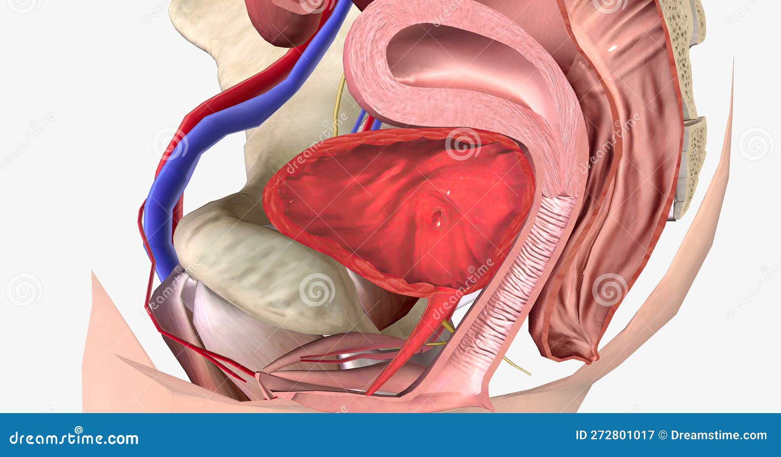 A Cystocele is Also Known As a Bladder Prolapse, a Fallen Bladder, a Prolapsed  Bladder, or an Anterior Vaginal Prolapse Stock Illustration - Illustration  of childbirth, ovary: 272801017