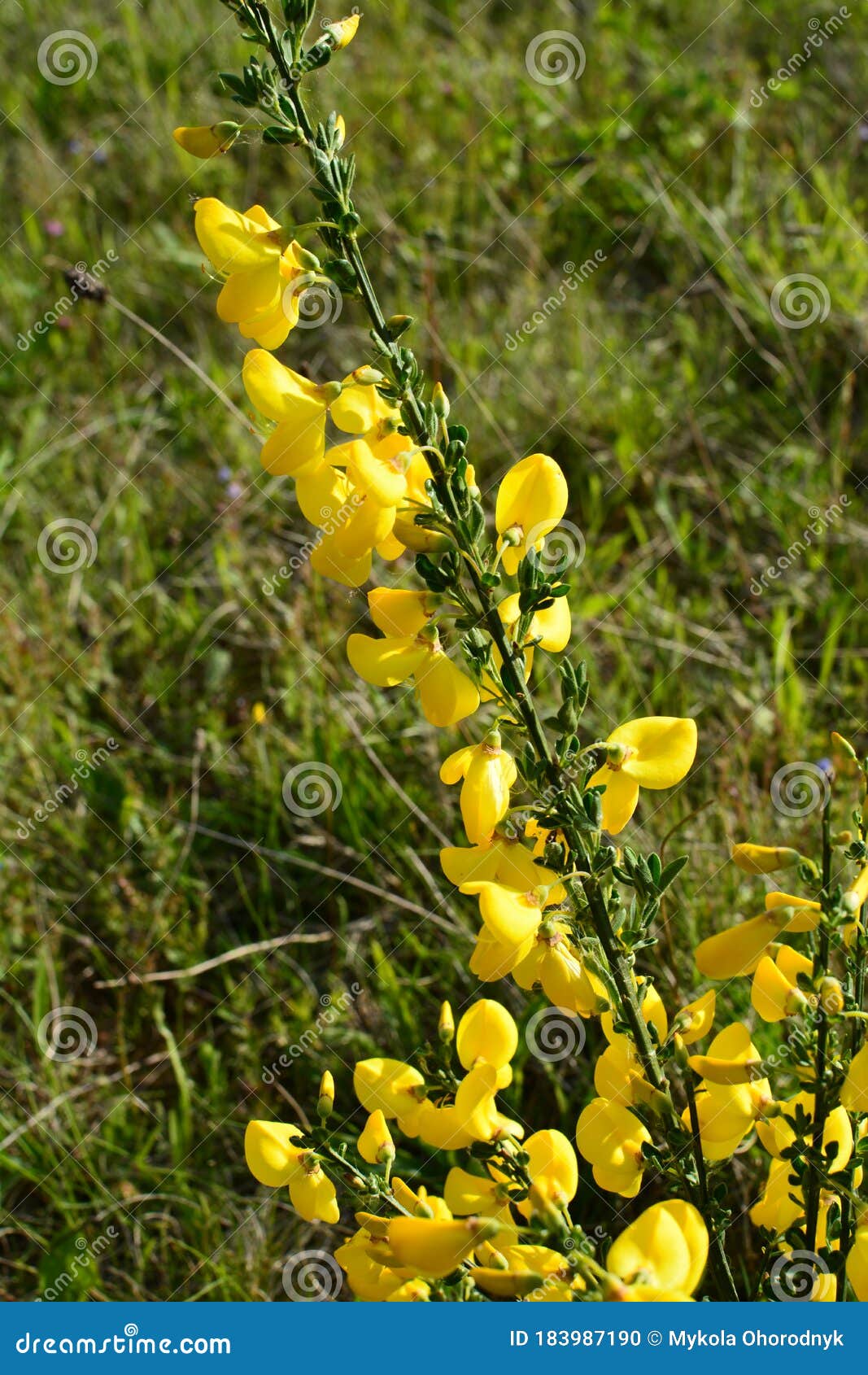 broom plant with yellow flowers broom plant with yellow flowers