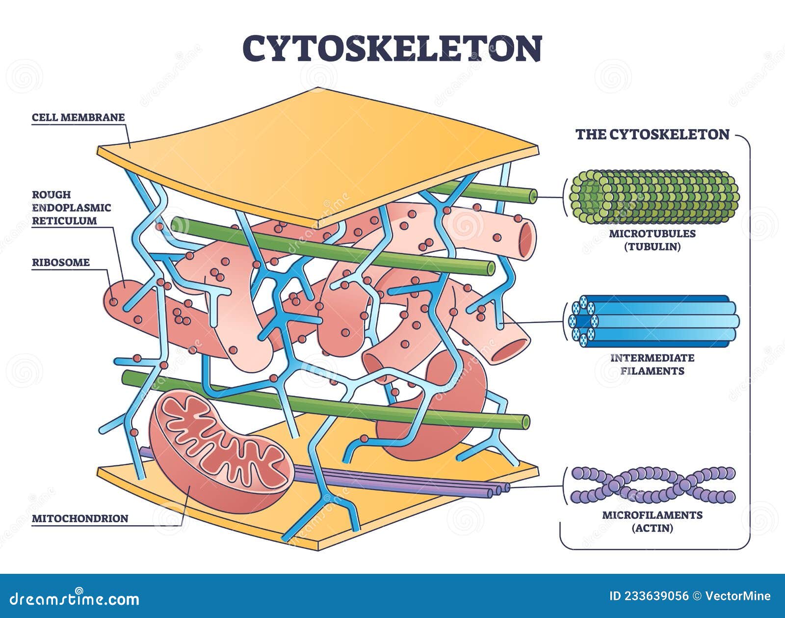 cytoskeleton structure as complex protein filaments network outline diagram