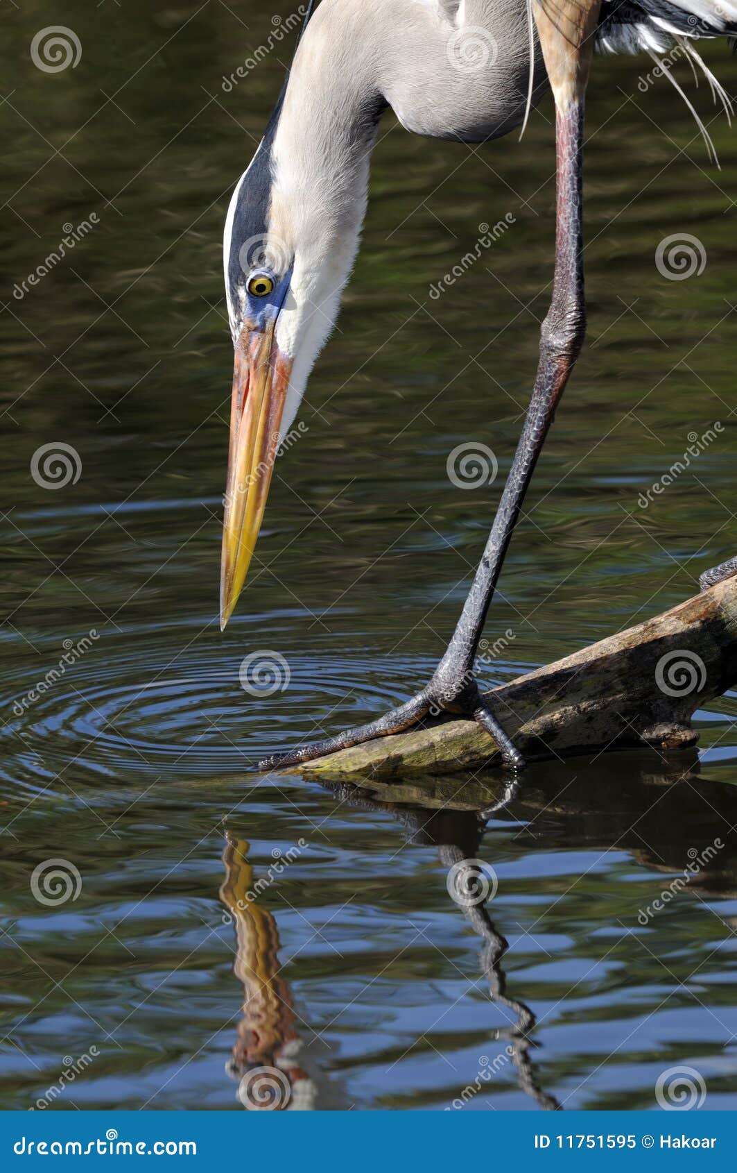 Czapli ardea herodias błękitny wielcy. Ardea błękitny wielki herodias czapli portret