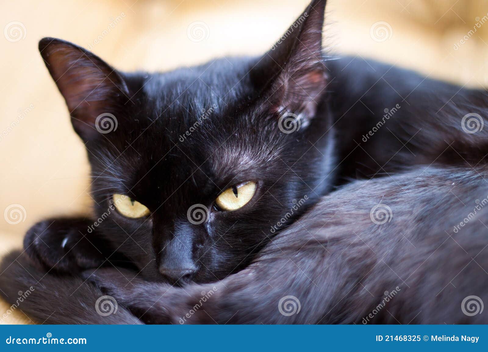 Czarny kota śliczny oczu kolor żółty