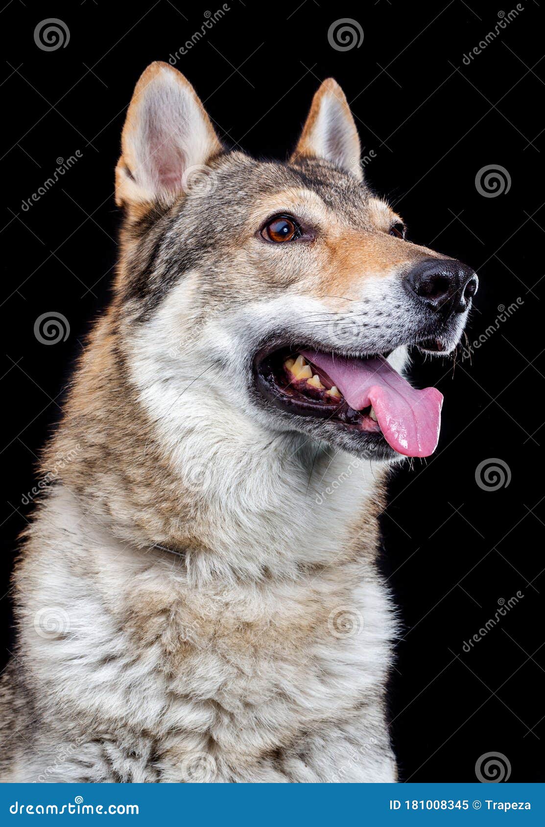 Czechoslovakian Wolfdog Dog Studio Photography On A Black Background Stock Image Image Of Pedigree Canine 181008345