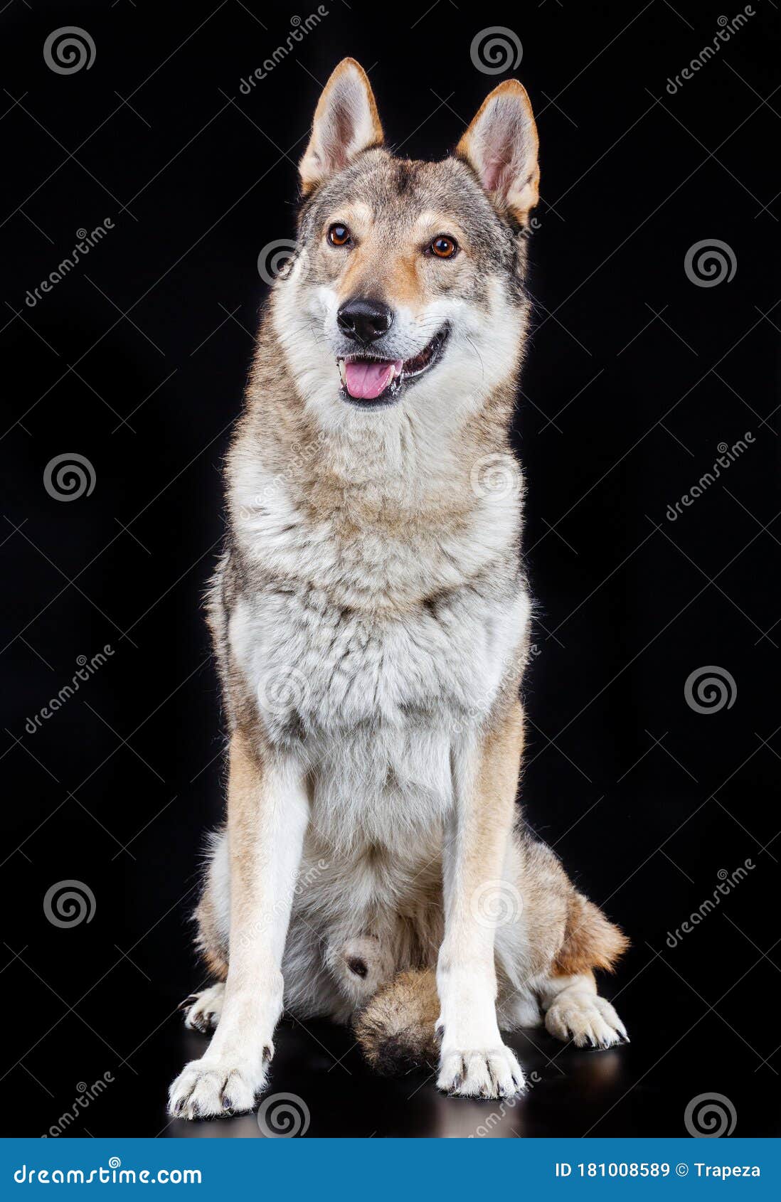 Czechoslovakian Wolfdog Dog Studio Photography On A Black Background Stock Image Image Of Beautiful Face 181008589