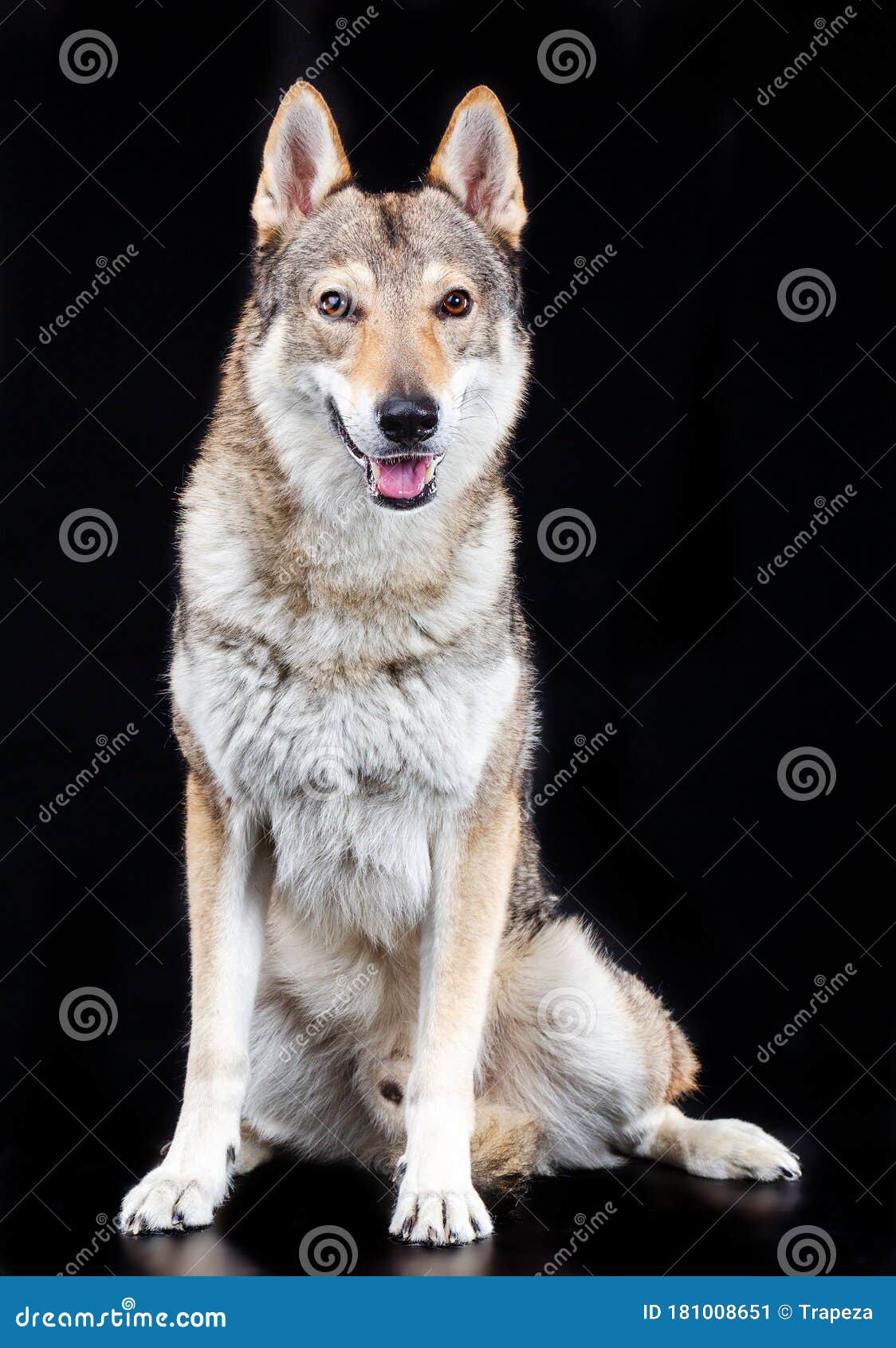Czechoslovakian Wolfdog Dog Studio Photography On A Black Background Stock Image Image Of Face Lupus 181008651