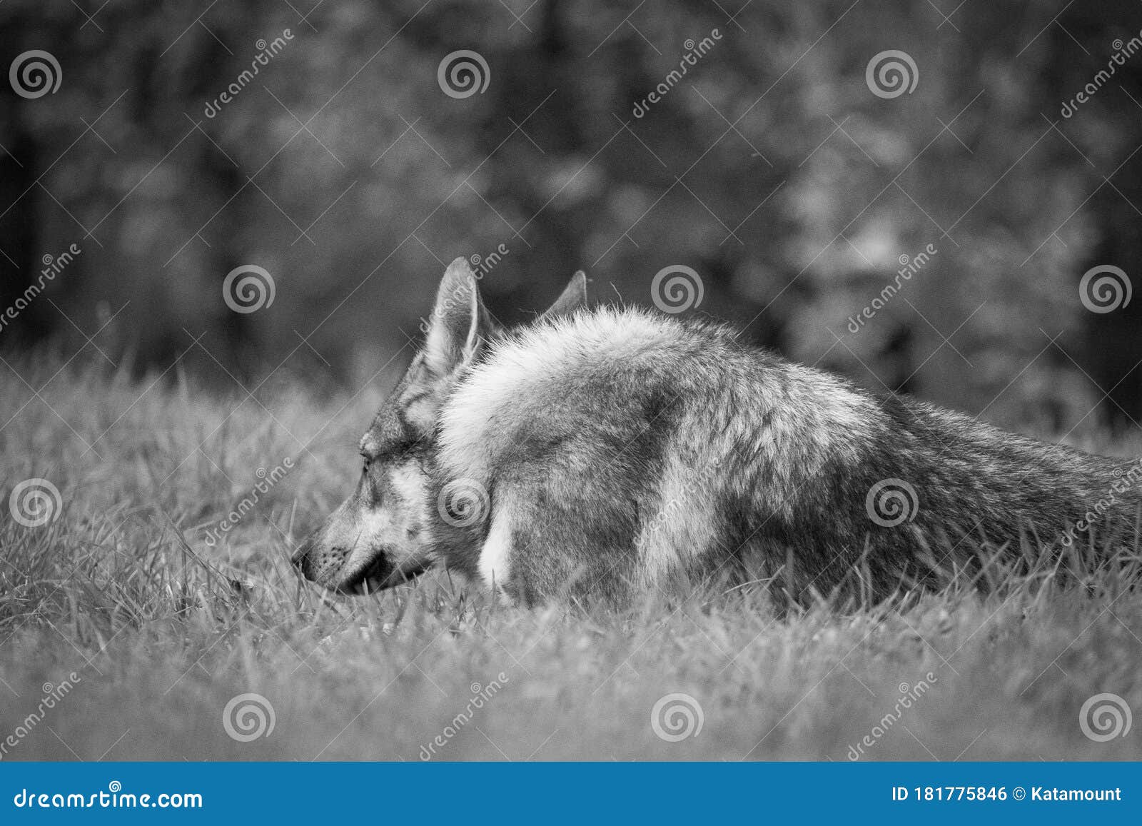 Czechoslovakian Wolfdog Dog Is Watching Stock Photo Image Of White Fourlegged 181775846