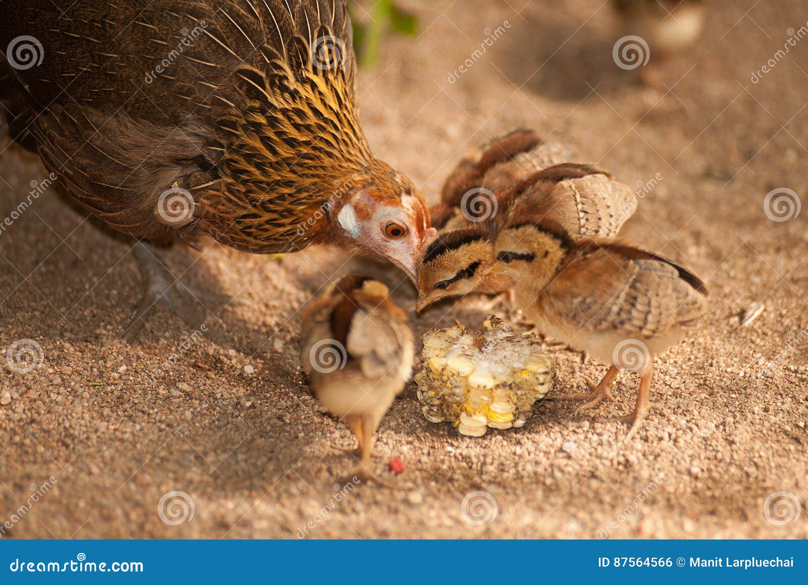 Czerwonej junglefowl matki nauczania wrzosowiskowi dzieci jedzą ziarna. Czerwony junglefowl Gallus gallus jest tropikalnym członkiem rodzinny Phasianidae Ja jest początkowym progenitor domowy kurczak chociaż genetyczny dowód silnie sugeruje niektóre past hybridisation z popielatym junglefowl także Czerwony junglefowl najpierw udomowiał przynajmniej pięć tysięcy rok w Azja temu