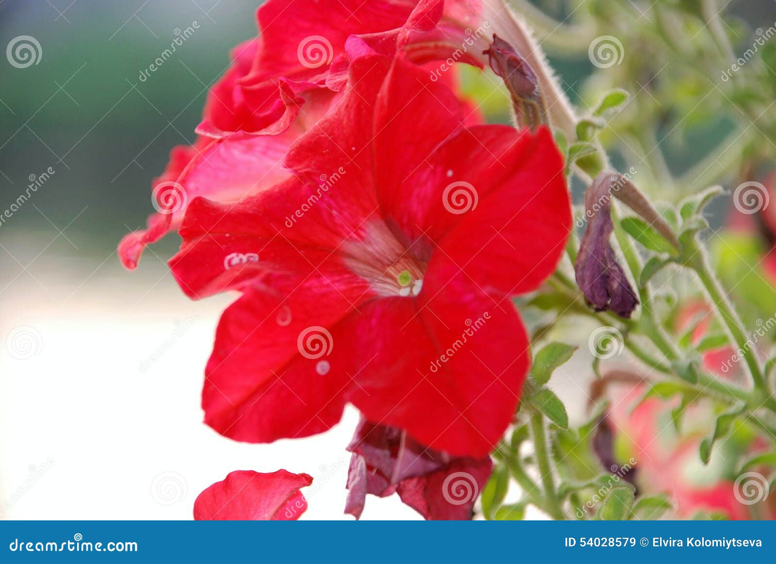 Czerwoni piękni kwiaty. Wspaniała piękna czerwień kwitnie, romantyczny kwiat miłość, opróżnia dla teksta