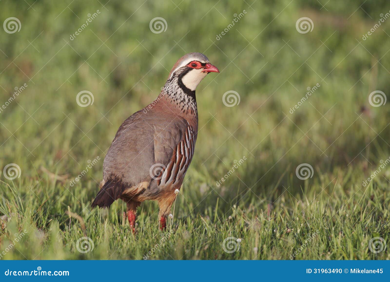 Czerwononoga kuropatwa, Alectoris rufa, pojedyncza ptasia pozycja na trawie, Portugalia, Marzec 2010