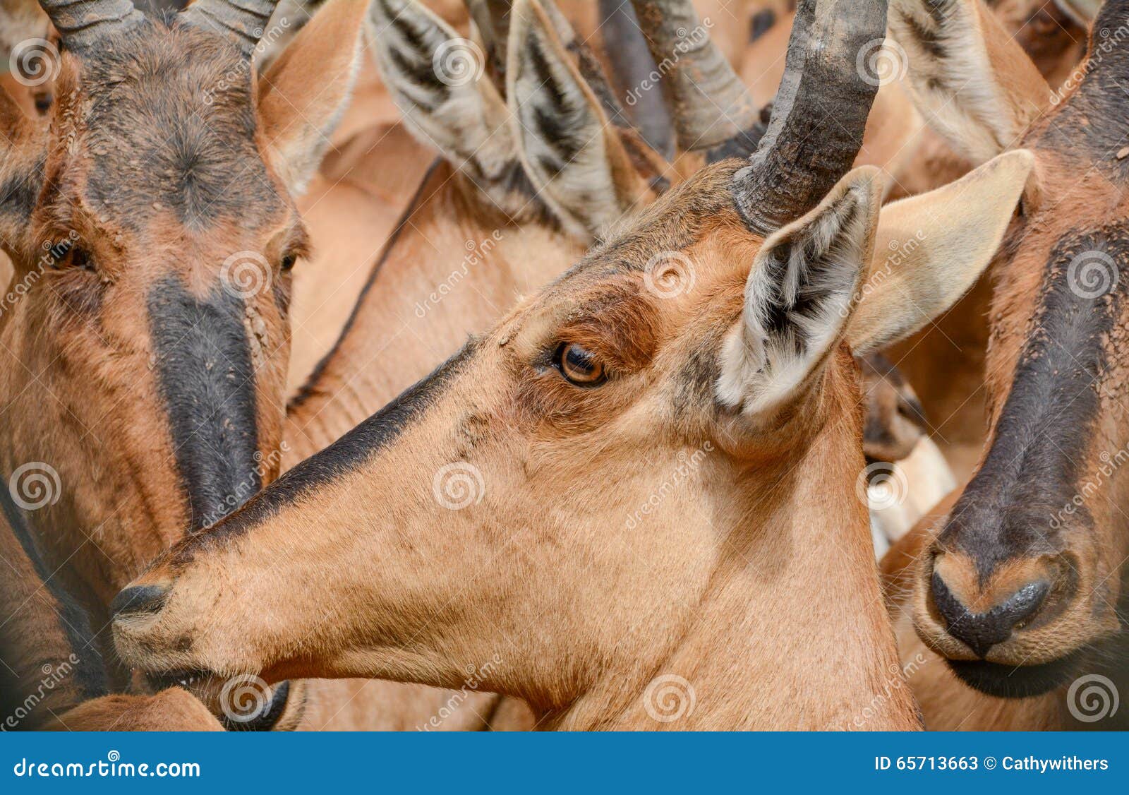 Zbliżenie Czerwony Hartebeest, Południowa Afryka