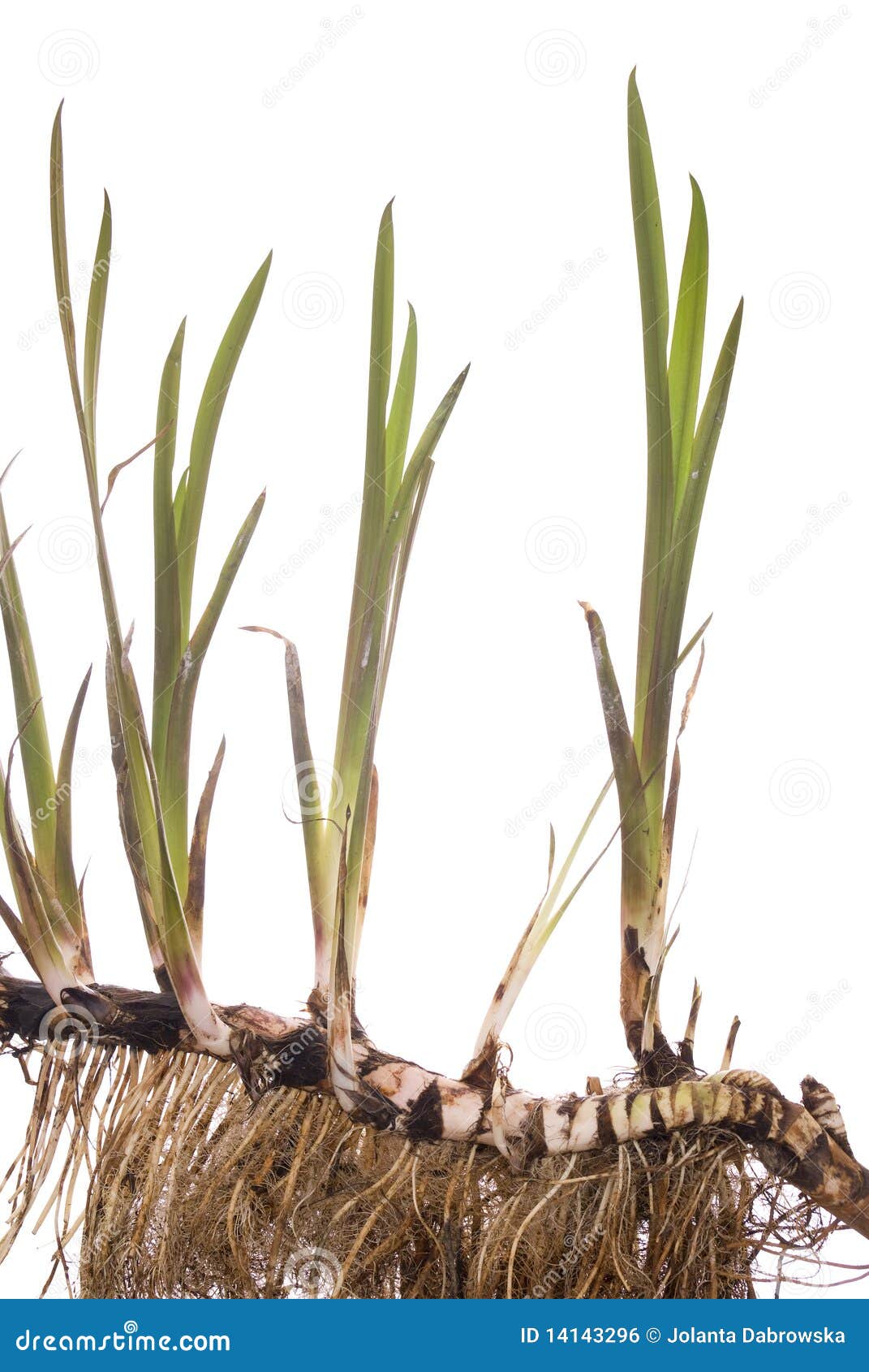 Cálamo foto de stock. Imagem de nave, planta, raiz, verde - 14143296