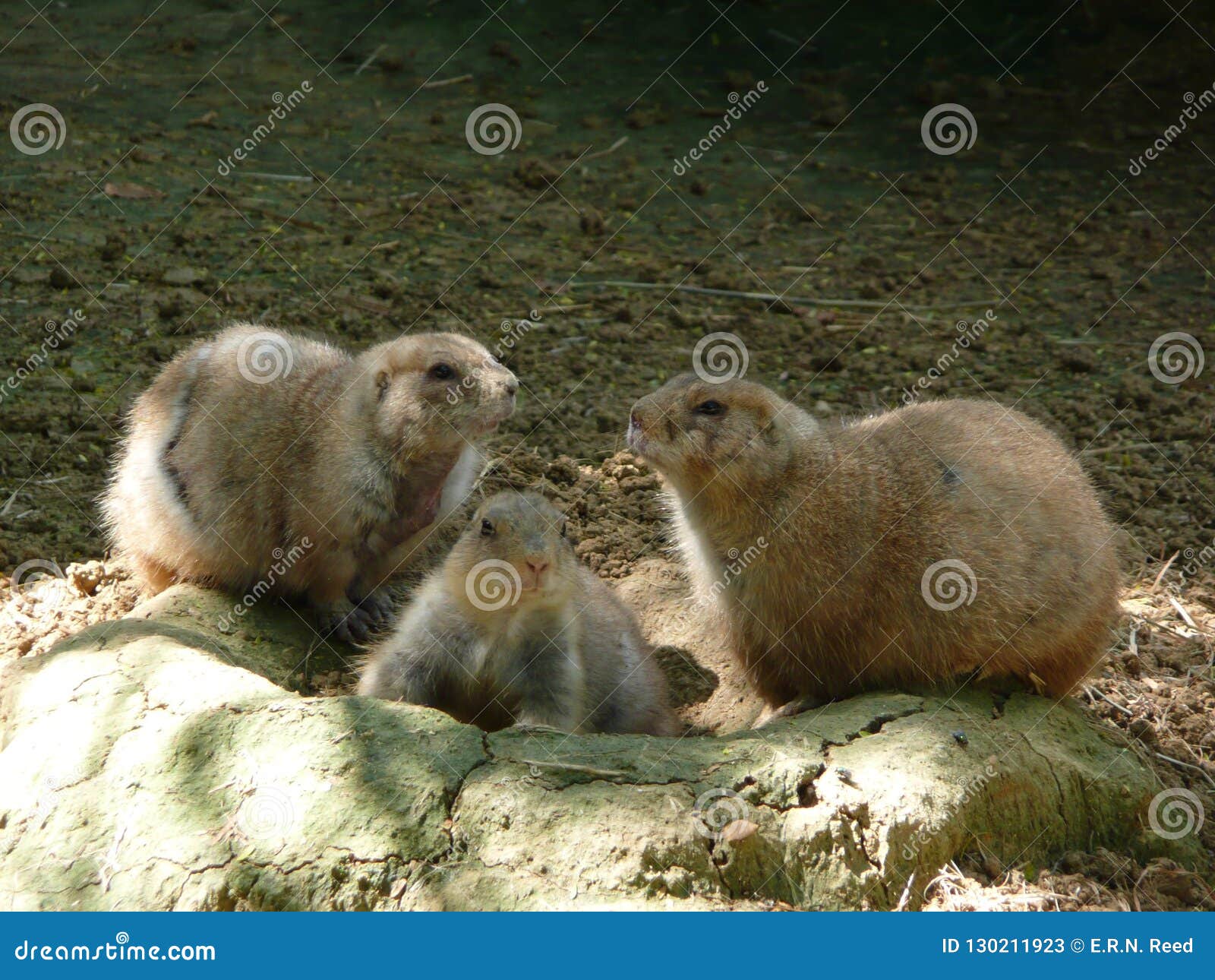 Cães de pradaria, San Antonio Zoo. Cães de pradaria no San Antonio Zoo em Texas