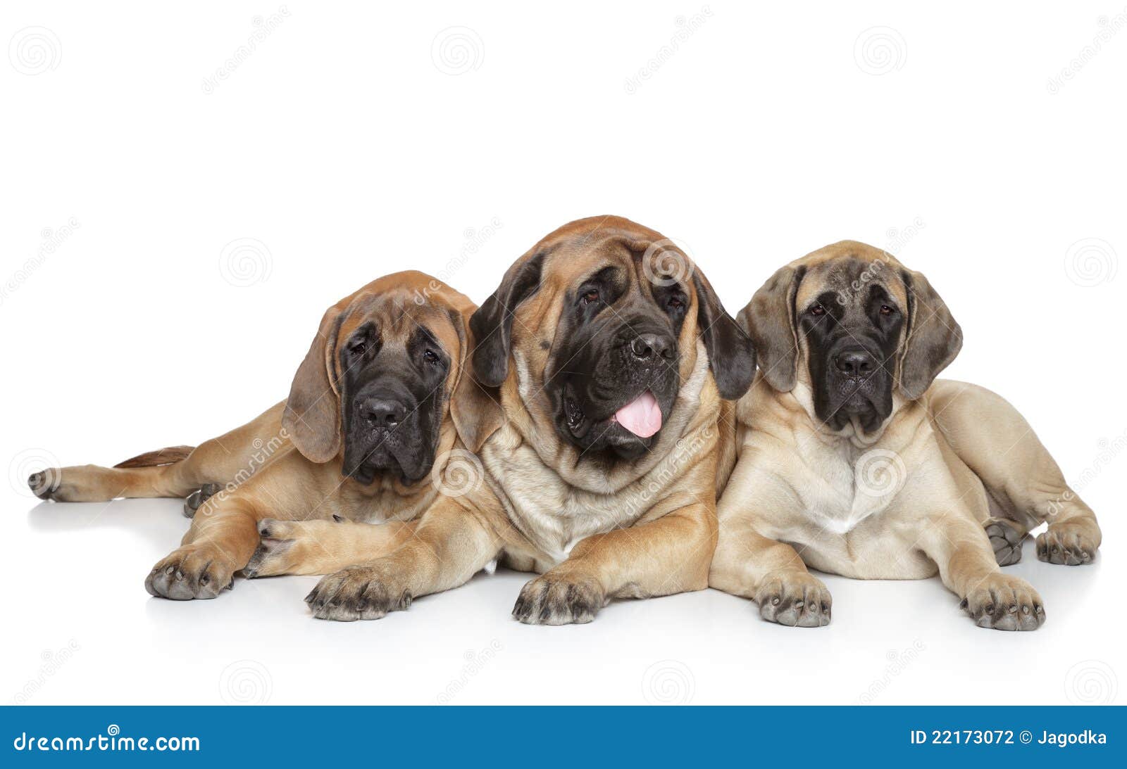 Cães ingleses do Mastiff no fundo branco. O Mastiff inglês persegue o encontro em um fundo branco