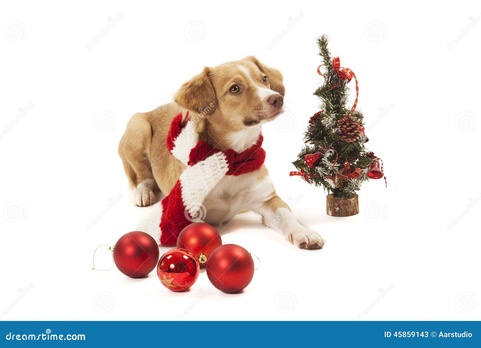 Cão de Christams. Cão com as várias decorações do Natal