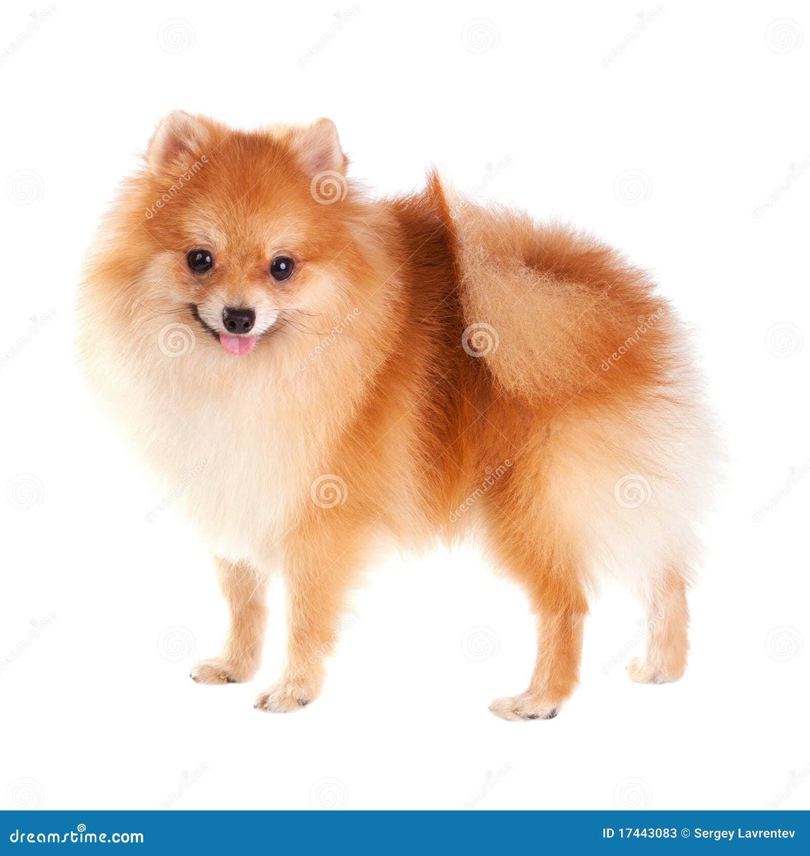 Cão de Pomeranian isolado em um fundo branco