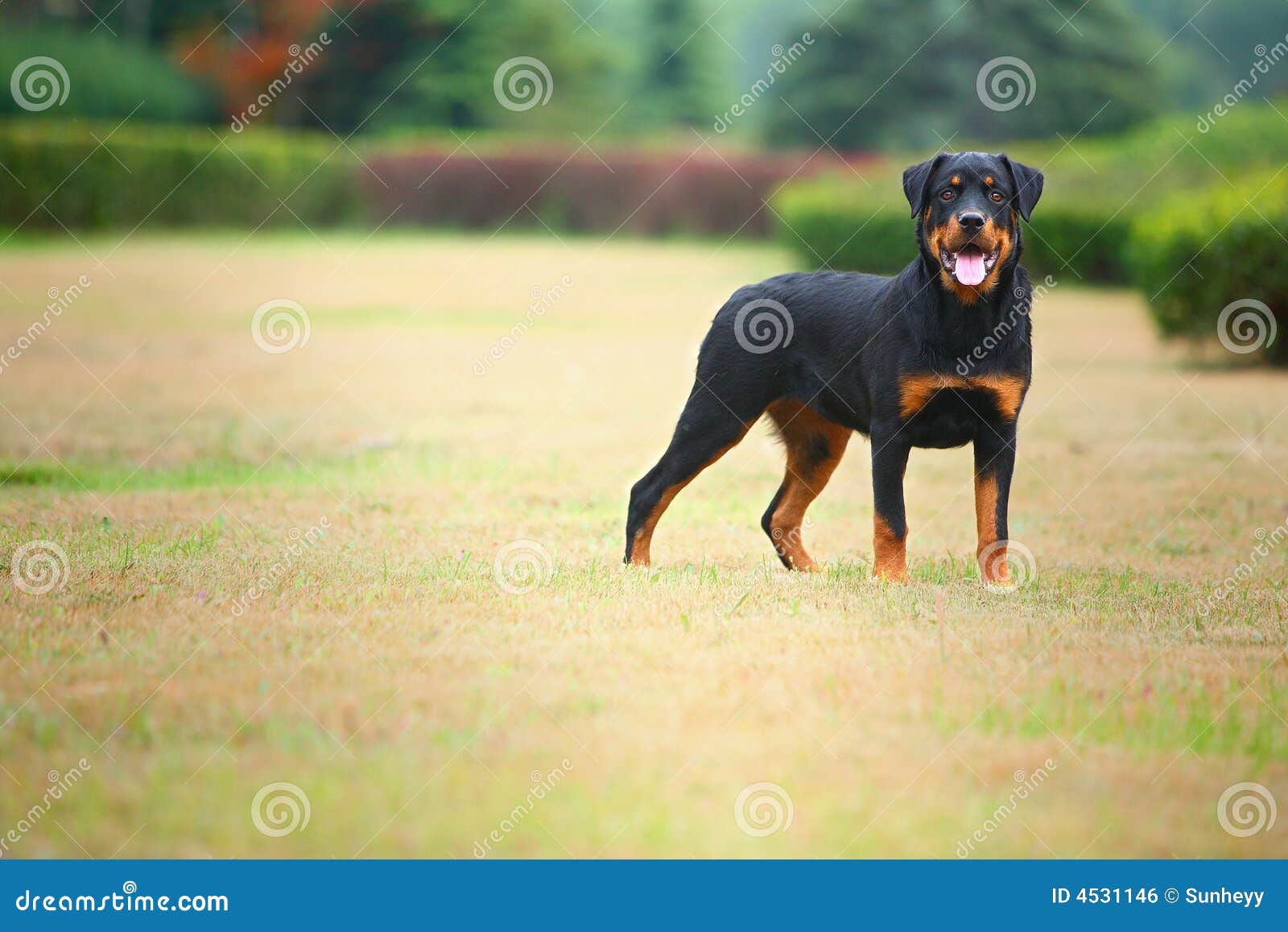 Cão de Rottweiler. Um rottweiler fêmea novo, ao ar livre