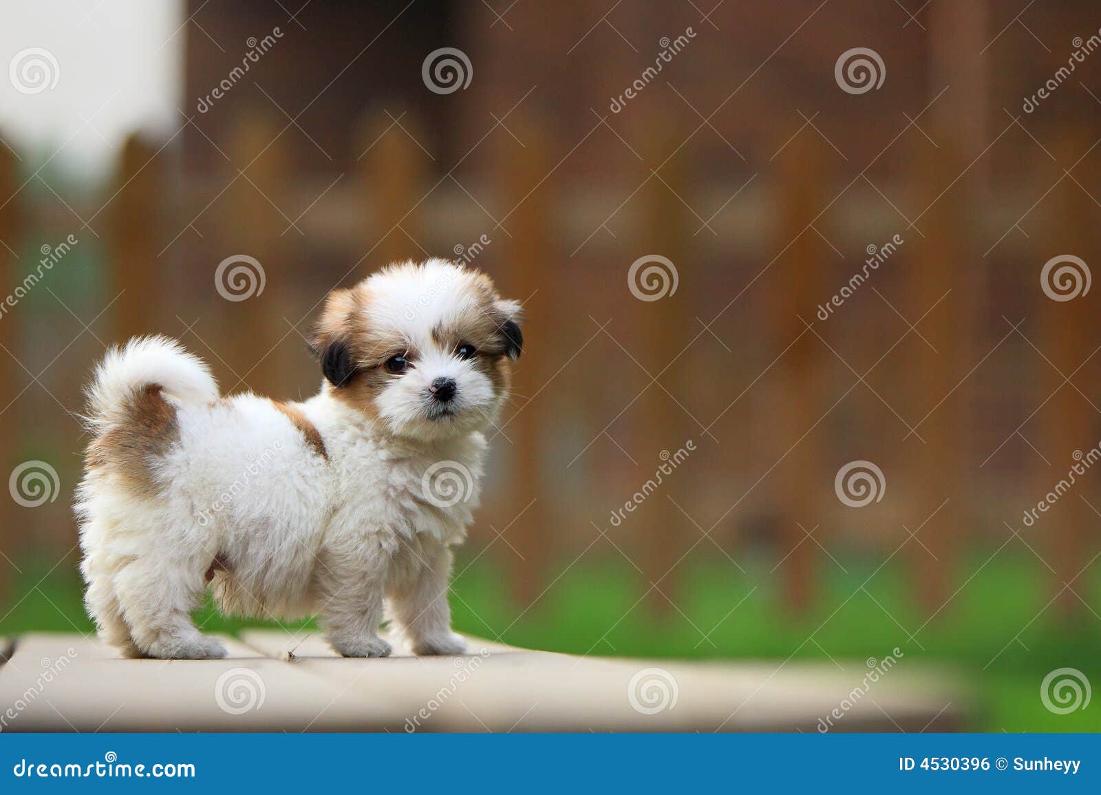 Um cão do bebê no jardim