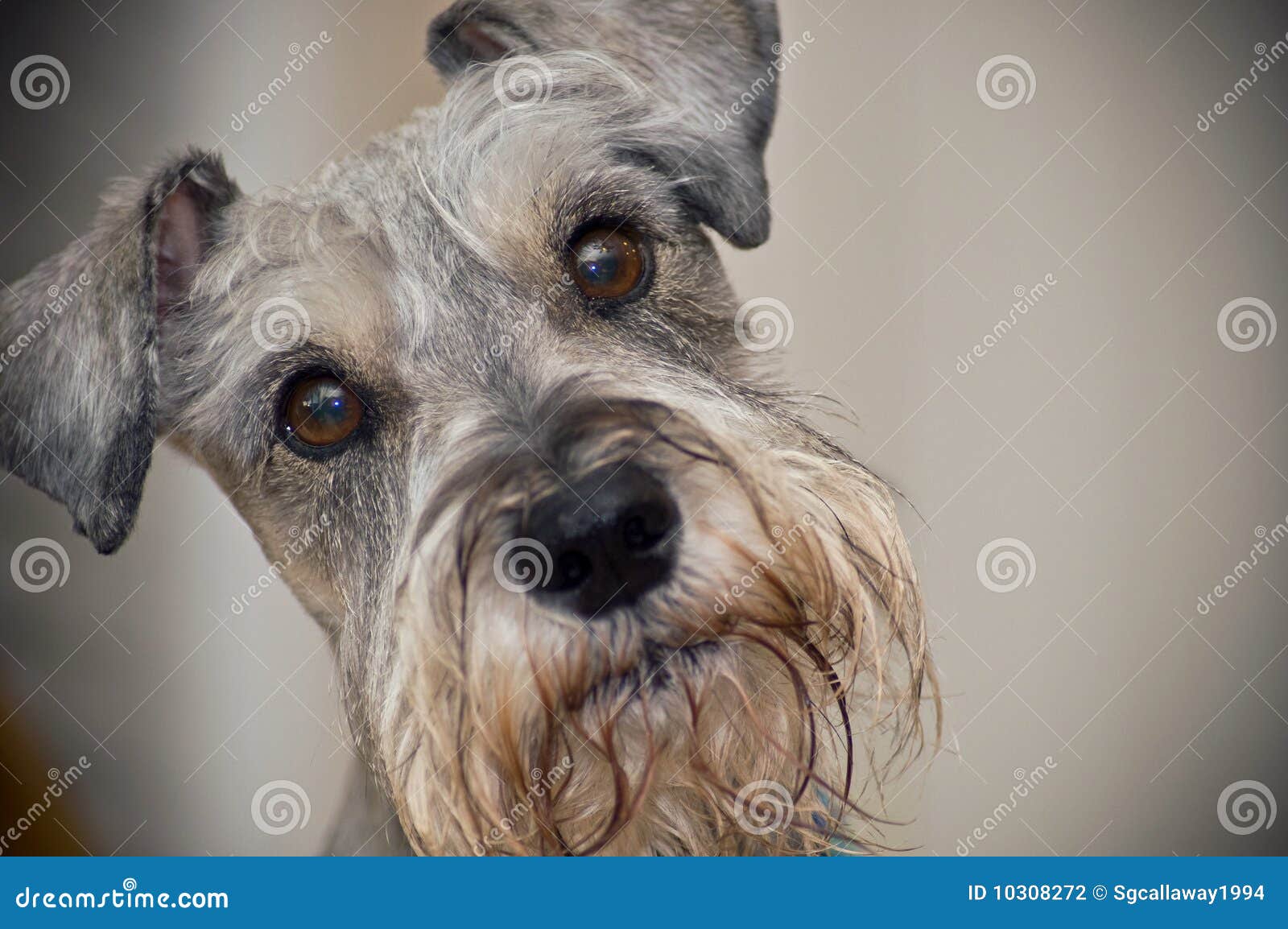 Cão do Schnauzer diminuto com olhos marrons. Cão do schnauzer diminuto com os olhos marrons adoráveis