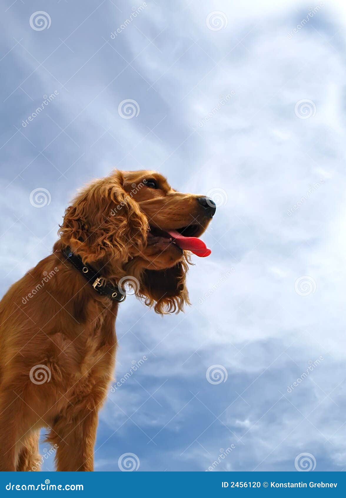 Cão do Spaniel. O cão em um fundo do céu azul