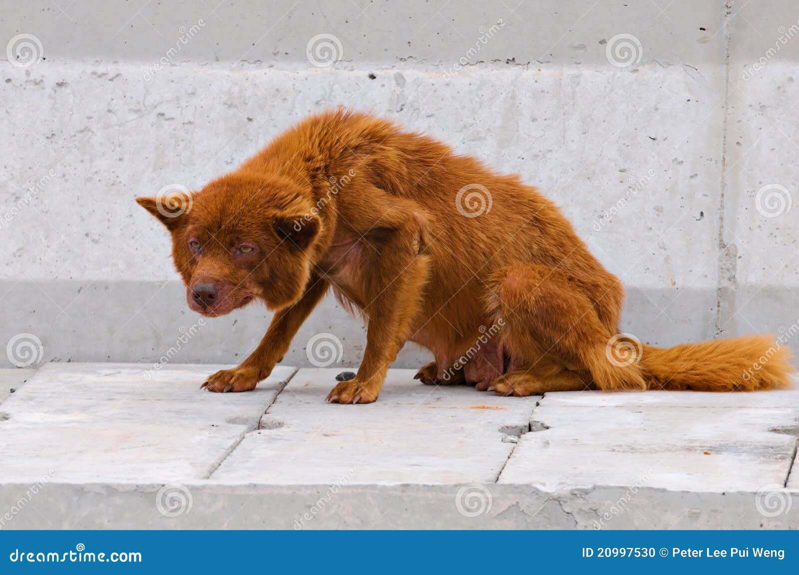 Cão doente. Um doente e um cão abandonado na estrada.