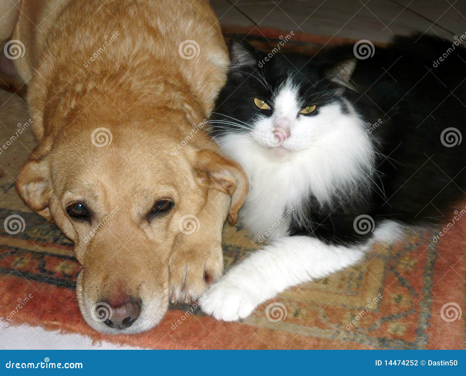 Cão e gato junto. O cão e o gato estejam junto em repouso no tapete dentro.