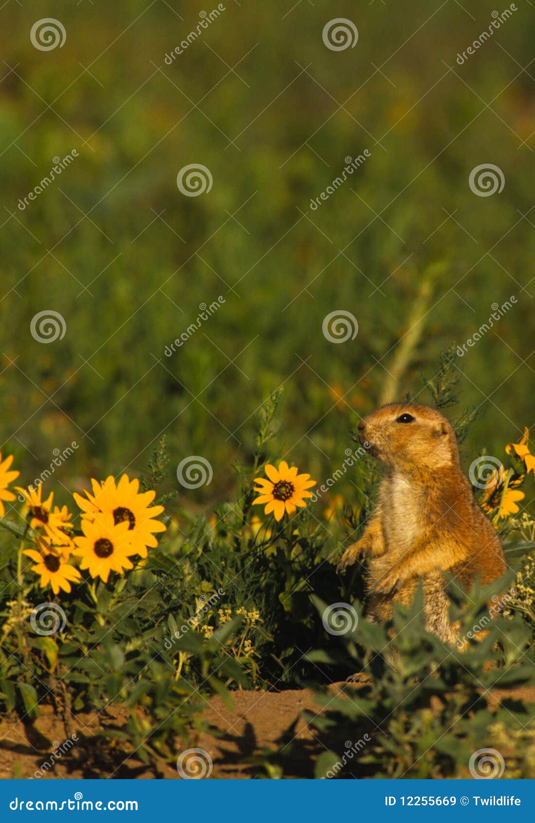 Cão e girassóis de pradaria. Um cão de pradaria alerta no campo de girassóis coloridos