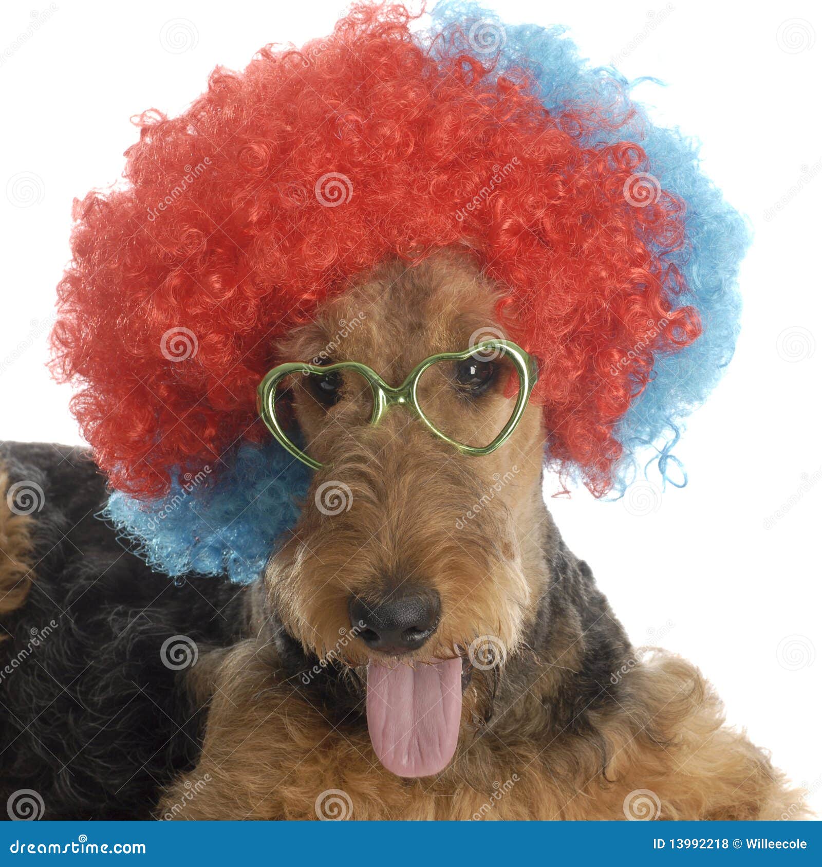 Cão engraçado. O terrier do Airedale que desgasta a peruca e o coração coloridos do palhaço deu forma a vidros no fundo branco