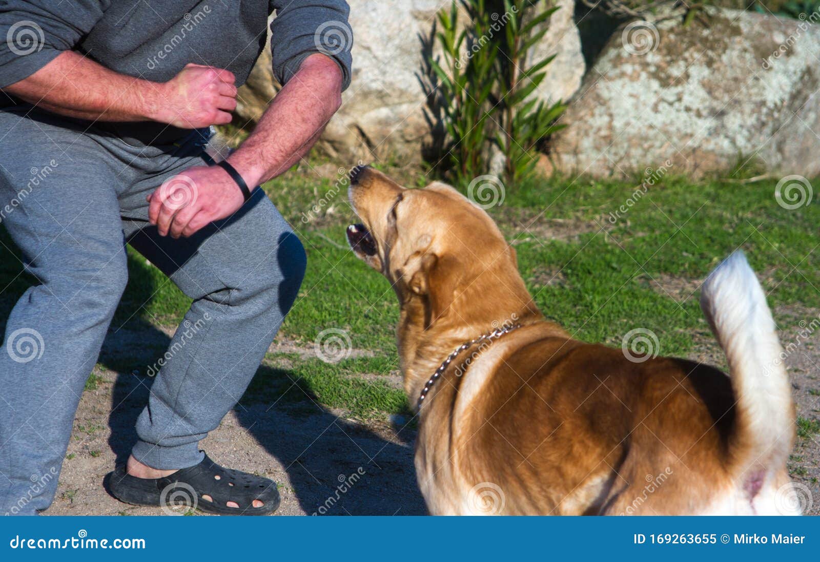 Cão furioso semelhante à raça labrador que ataca uma mão com dentes claramente visíveis com raiva