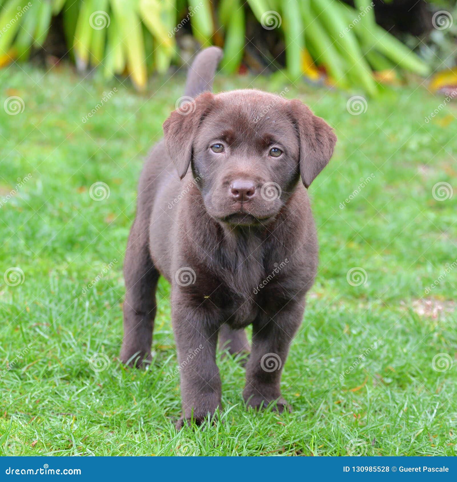 Cão Labrador, cachorrinho. Cão Labrador, posição do cachorrinho do chocolate no gramado