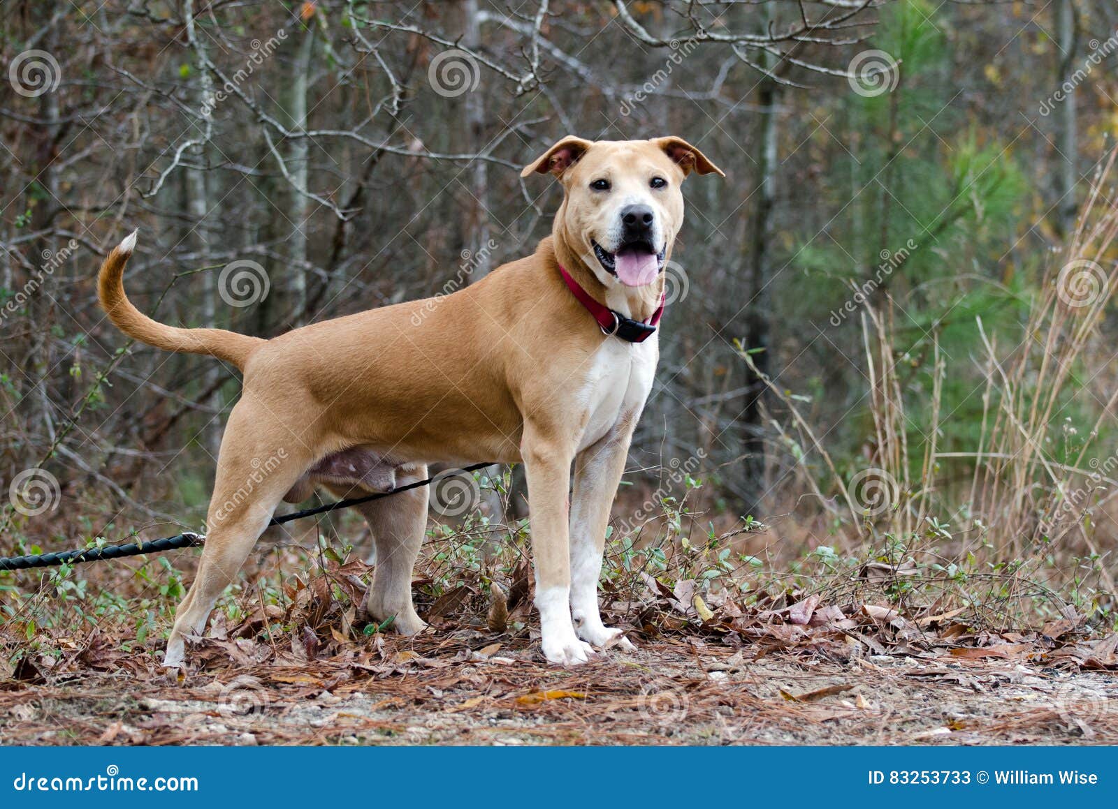 Cão Misturado SharPei Da Raça De Labrador Imagem de Stock Imagem de