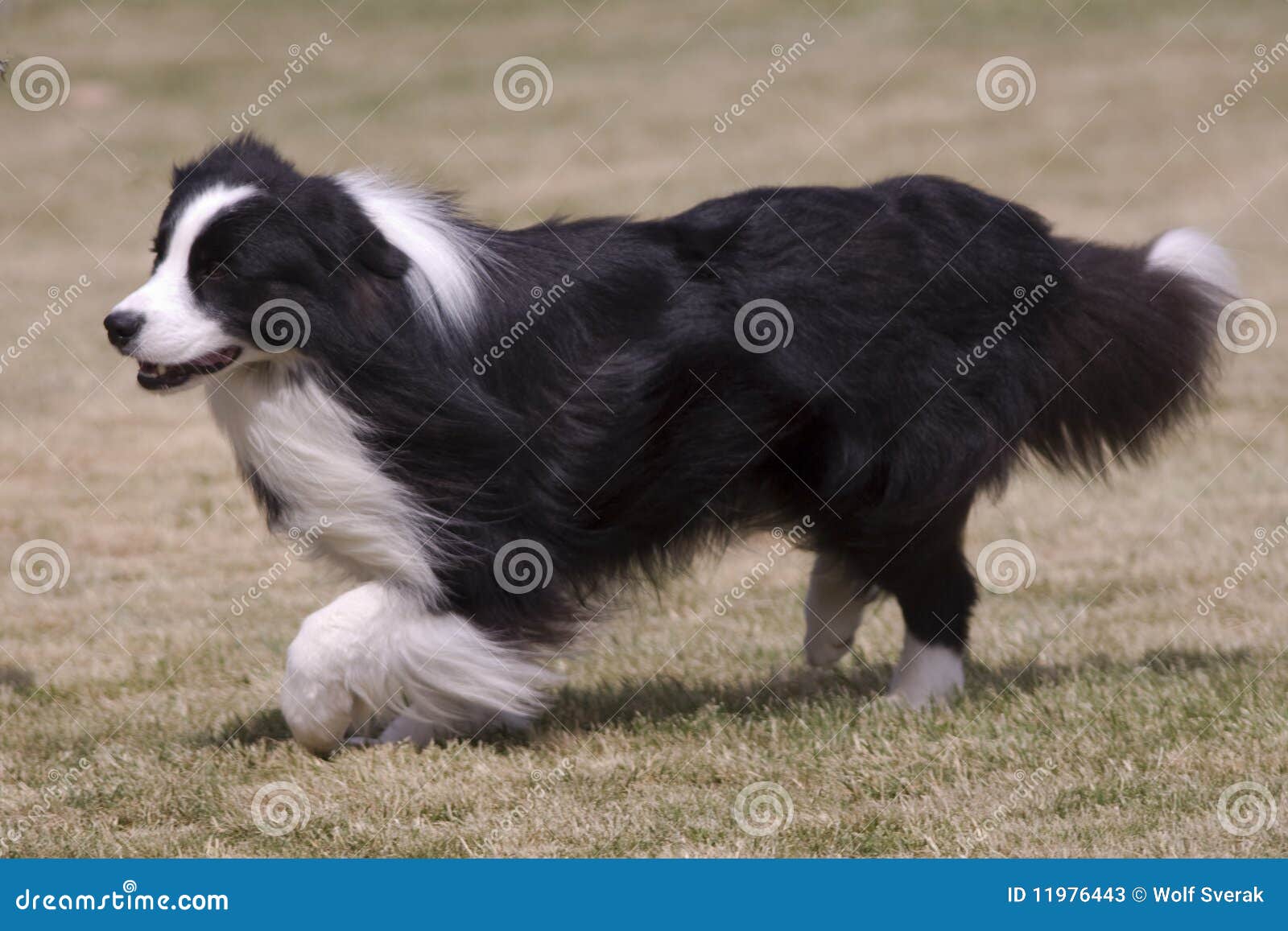 Cão peludo preto e branco imagem de stock. Imagem de branco - 11976443