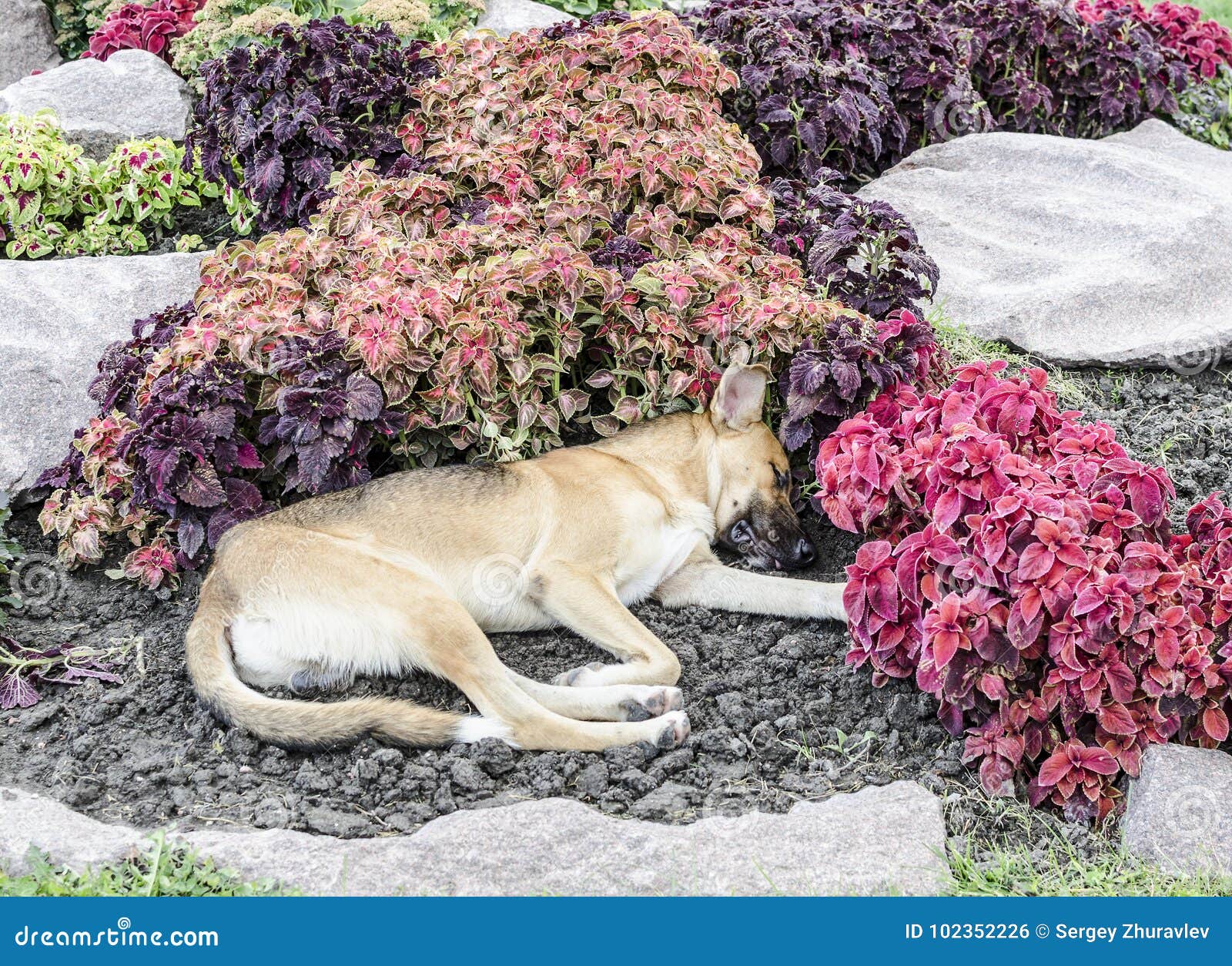 Cão que dorme em flores. O cão descansa em uma cama de flor bonita