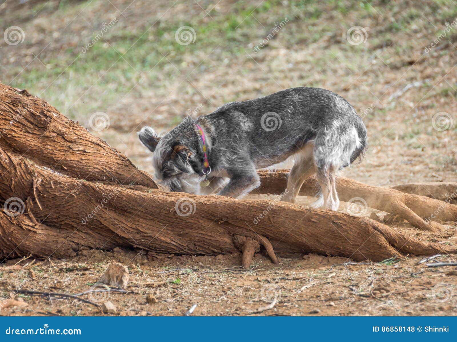 Cão que escava perto das raizes da árvore. Um cão pequeno, cinzento que escava um furo entre a grande árvore enraíza
