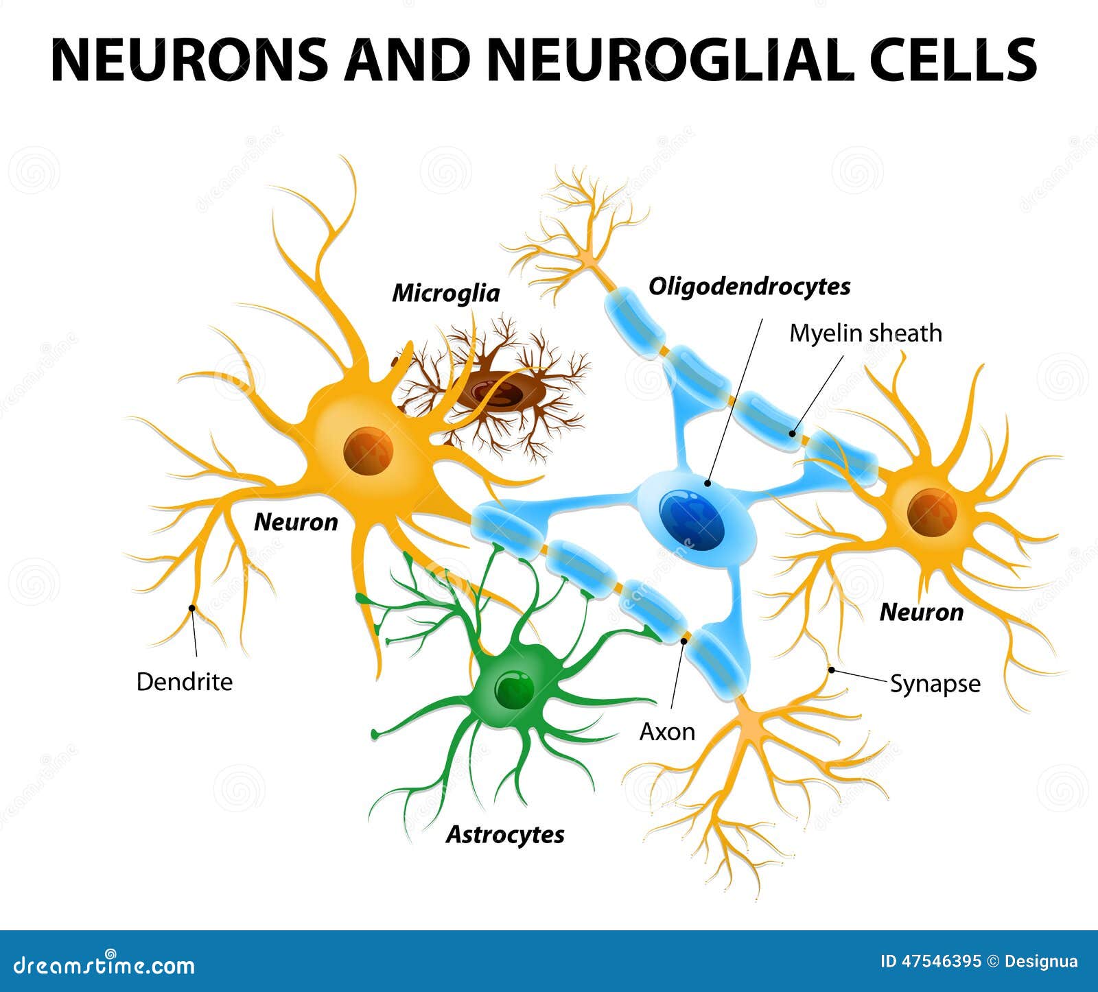 Células De Glial En El Cerebro Ilustración del Vector