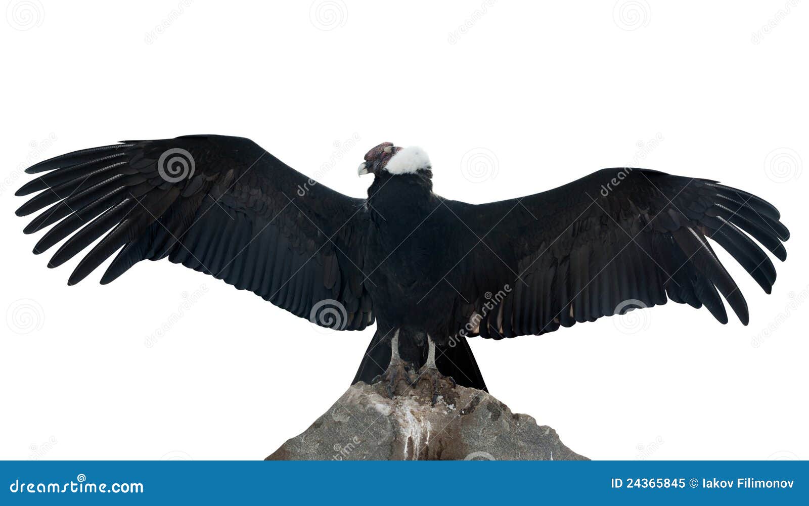 Cóndor Andino. Aislado Sobre Blanco Imagen de archivo Imagen de