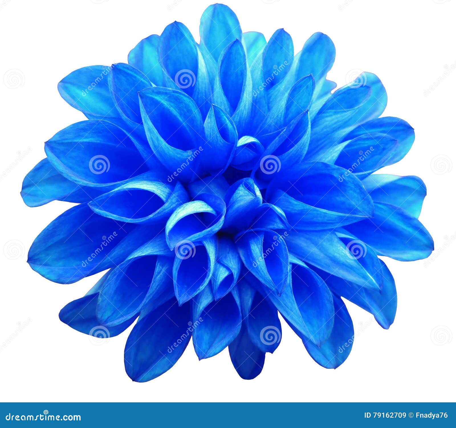 Dália Azul Da Flor Isolada No Fundo Branco Imagem de Stock - Imagem de  detalhe, compartimentos: 79162709