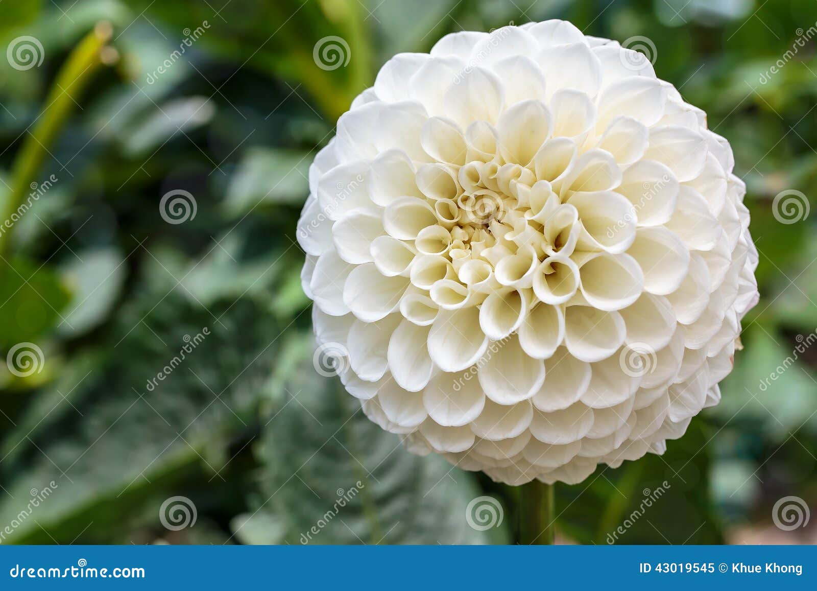 Dália Branca Na Flor Em Um Jardim Imagem de Stock - Imagem de branco,  estames: 43019545