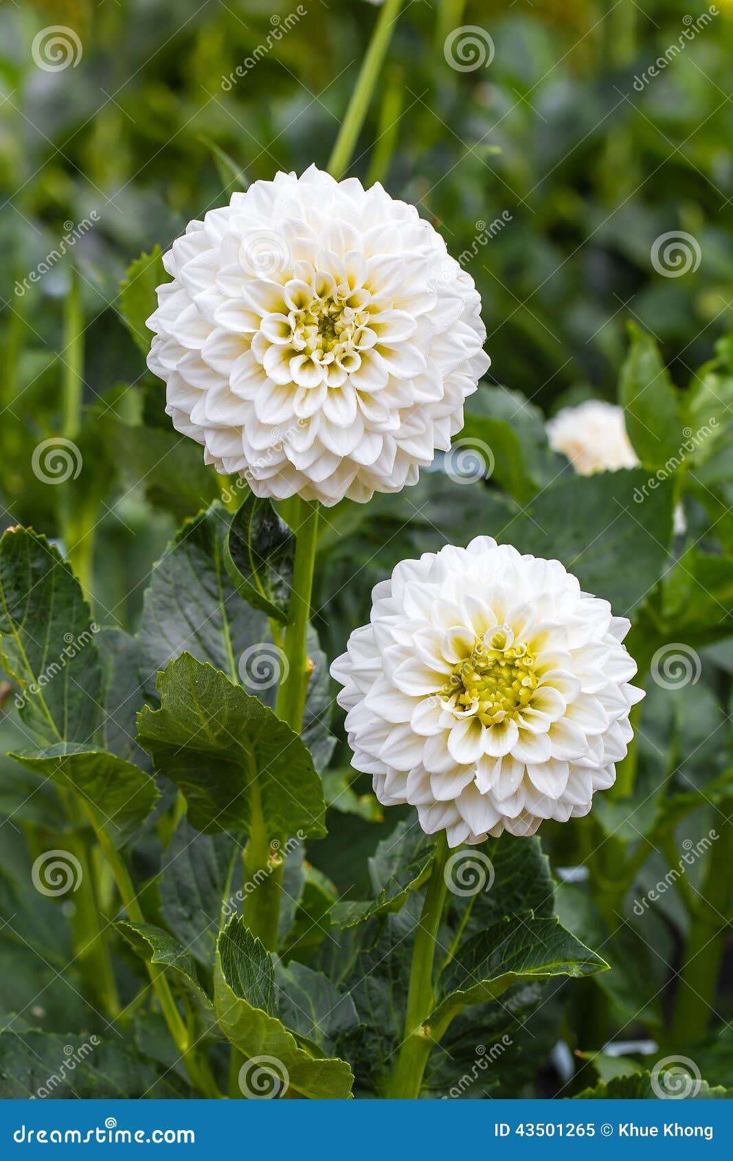 Dália Branca Na Flor Em Um Jardim Imagem de Stock - Imagem de japonês,  redondo: 43501265