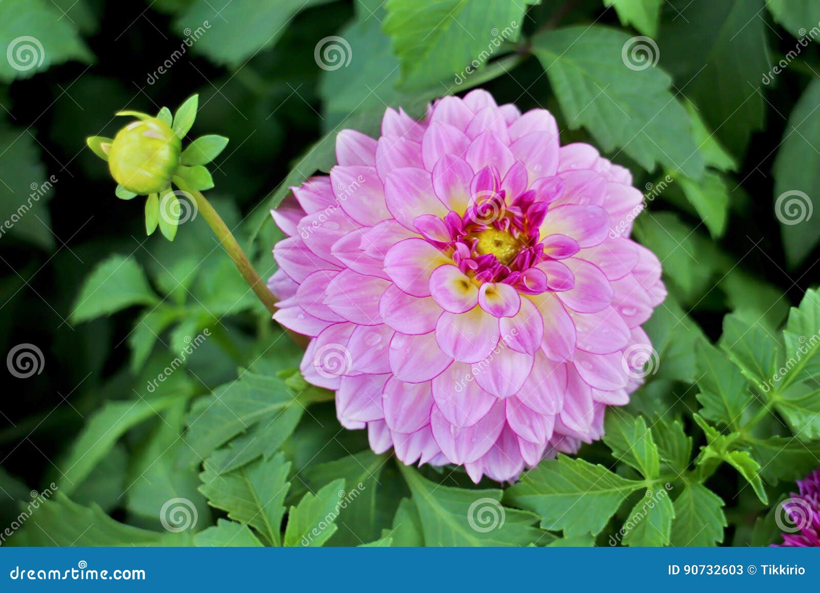 Dália Cor-de-rosa Grande Com Pétala Vermelha, O Botão Amarelo Pequeno E As  Folhas Do Verde Imagem de Stock - Imagem de folha, fresco: 90732603