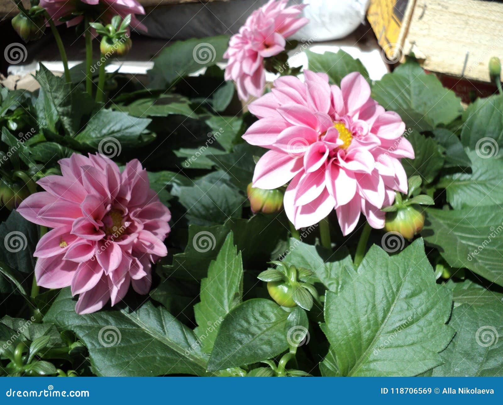 Dália De Florescência Da Flor Da Planta Com Pétalas Cor-de-rosa Imagem de  Stock - Imagem de flor, florescer: 118706569