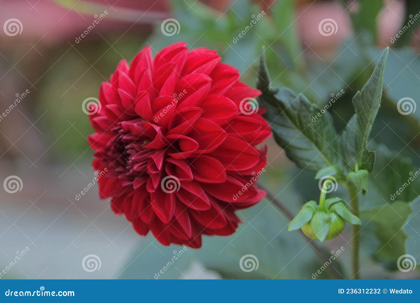 A Dália Vermelha Floresce No Verão E No Outono Formando O Gênero Dahlia Da  Família Das Asteráceas. Foto de Stock - Imagem de floral, macro: 236312232