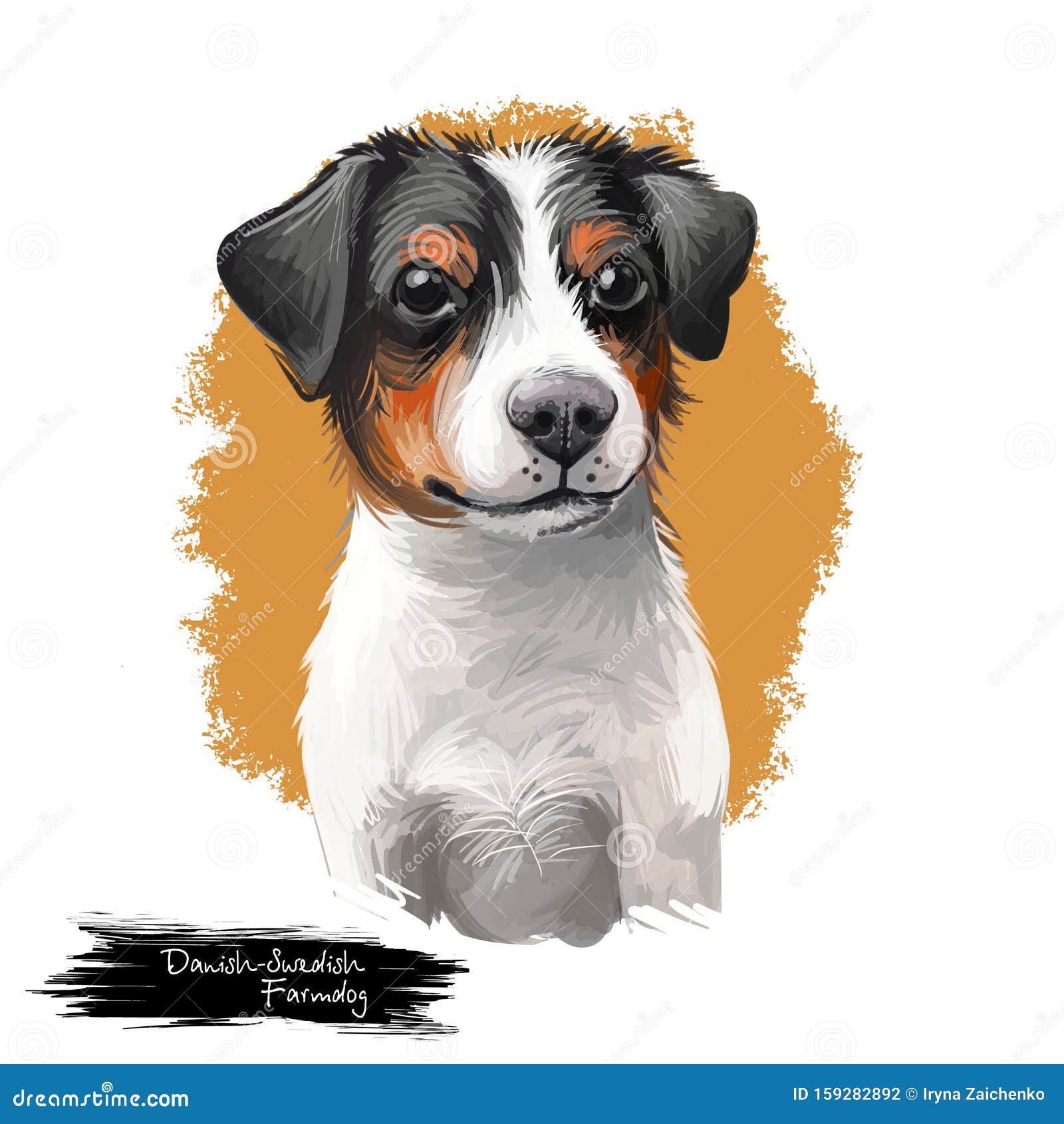 Dänisch Schwedisch Farmdog, Scanian Terrier Hund Digital Art Isoliert Auf Weißem Hintergrund Ursprung in Dänemark Un Stock Abbildung - Illustration von frau, fauna: 159282892