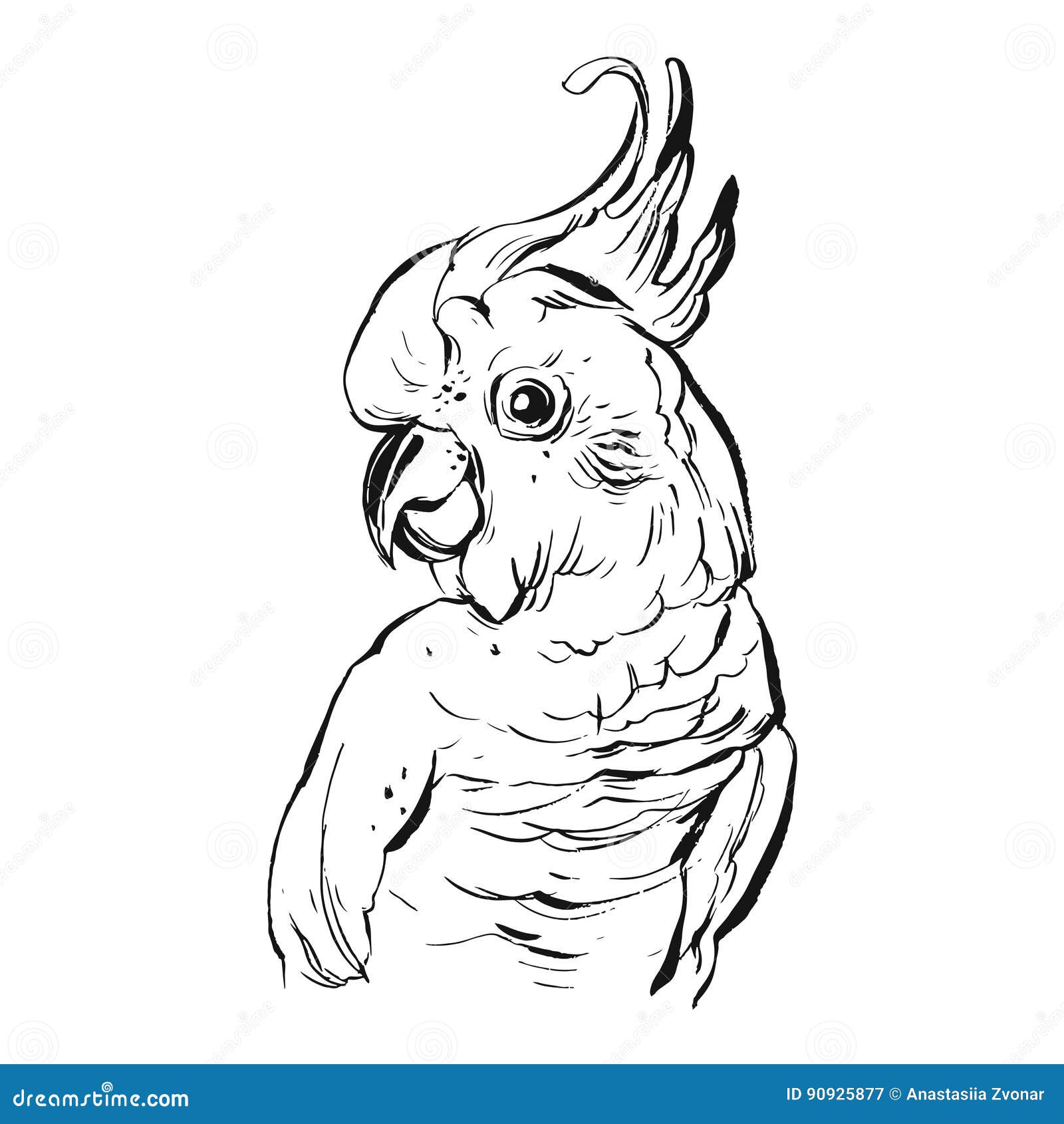 Dibujo de aves norte cardenal s realista pájaro Reino libre png  PNGEgg